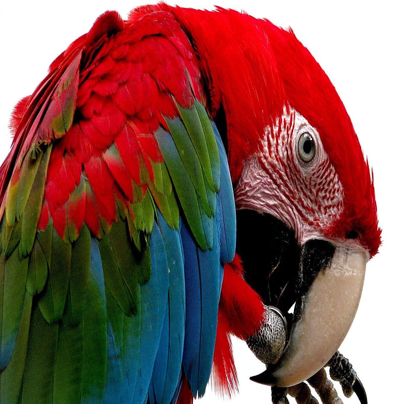 Scarlet Macaws, bonito, cute, look, nice, HD phone wallpaper