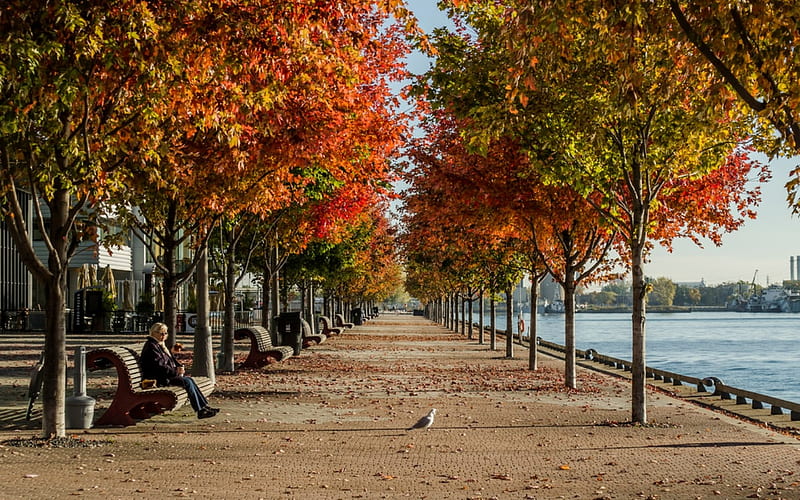 Promenade in Toronto, Canada, benches, promenade, autumn, water, Canada, Toronto, trees, HD wallpaper