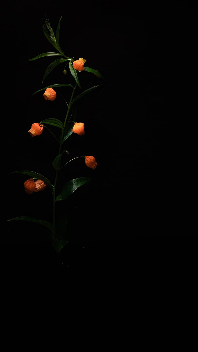 Flores negras amarillas, flores negras, Fondo de pantalla de teléfono HD |  Peakpx