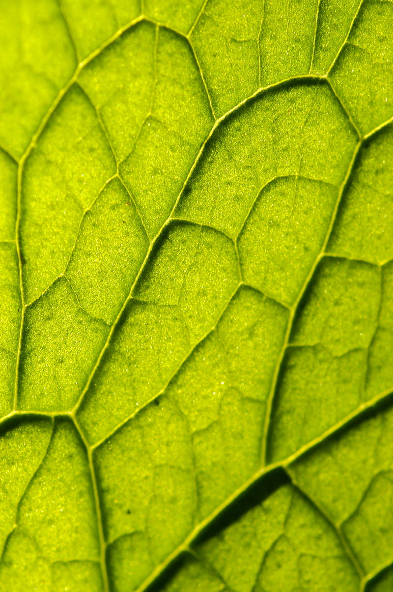 leaf, plant, veins, macro, green, HD phone wallpaper