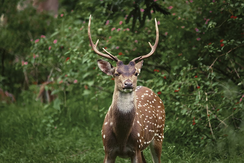 spotted deer standing near green bushes, HD wallpaper