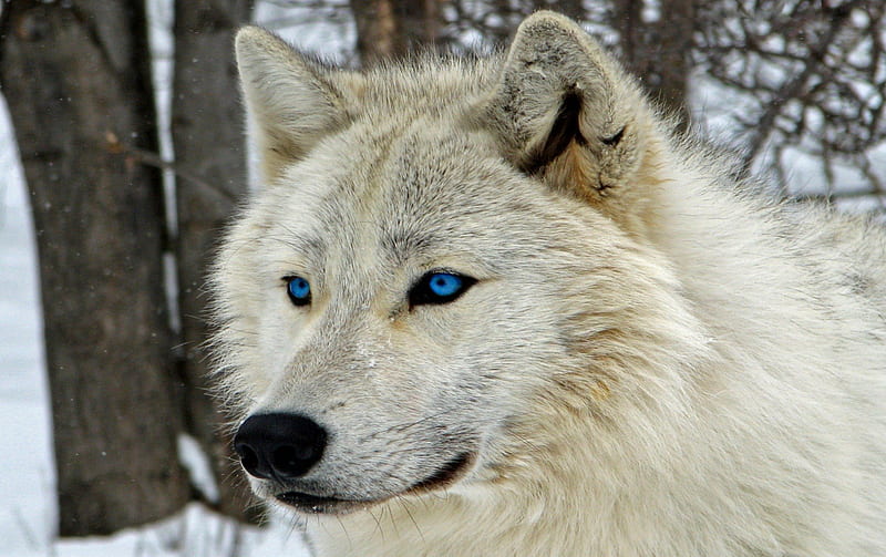 White Wolf, predator, snow, wolves, winter, HD wallpaper | Peakpx