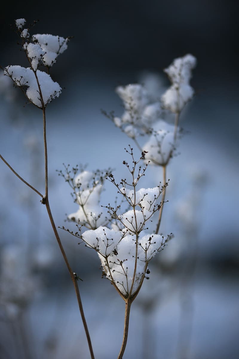plant, dried flower, snow, winter, macro, blur, HD phone wallpaper