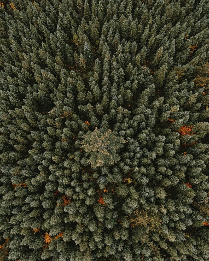 trees, aerial view, forest, ornament, green, HD phone wallpaper