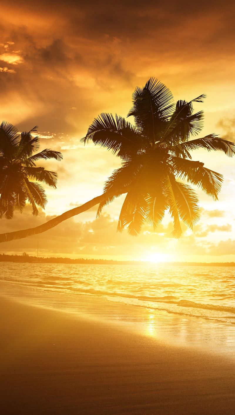 Palm Beach Sunrise, 1080, 1920, beach, landscape, nature, paml, s7 edge, sunrise, HD phone wallpaper