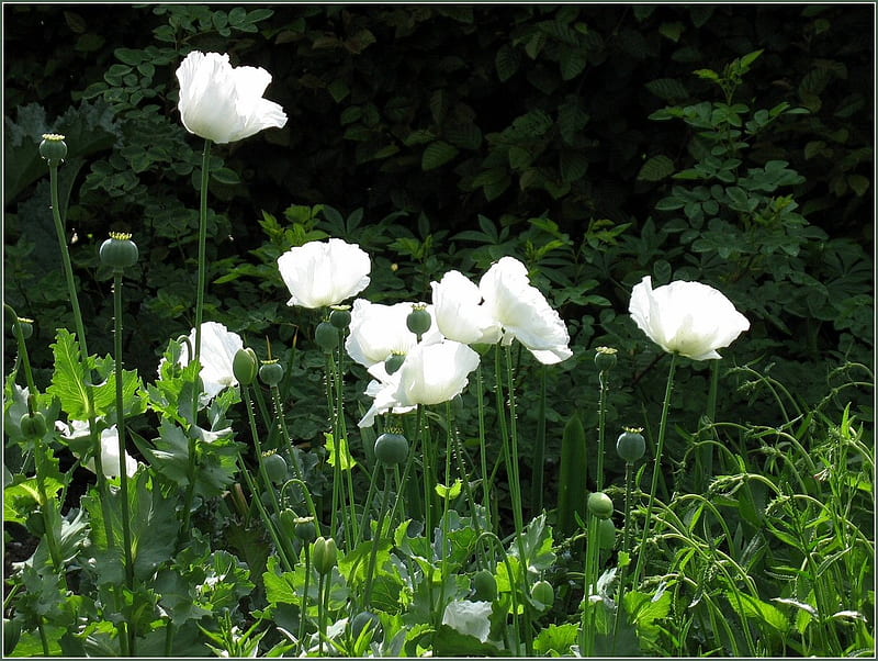 White Poppies, grass, poppies, bonito, cool, green, awesome, flowers, nature, sommer, white, HD wallpaper