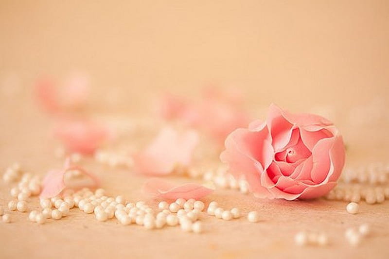 Delicate, lovely, rose, delicacy, tenderness, feminine, flower, petals, pearls, HD wallpaper