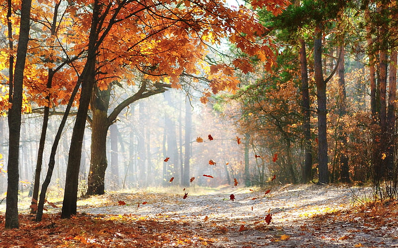 Falling Oak Leaves, landscape, forest, autumn, nature, oak, road, trees, mist, HD wallpaper