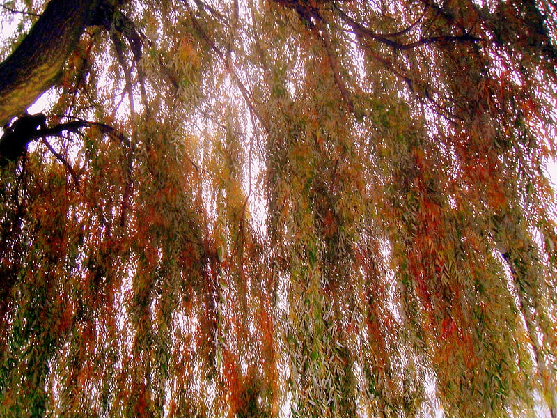 Weeping willow haircut, weeping willow, tree, autumn, haircut, HD wallpaper