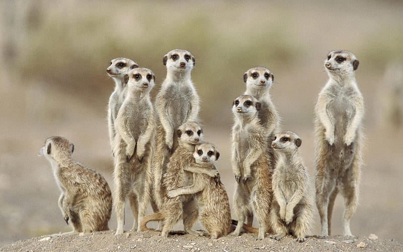 meerkat family, meerkat, family, rodent, animal, HD wallpaper