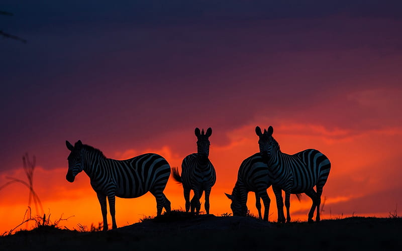 zebra, sunset, evening, wildlife, Africa, HD wallpaper