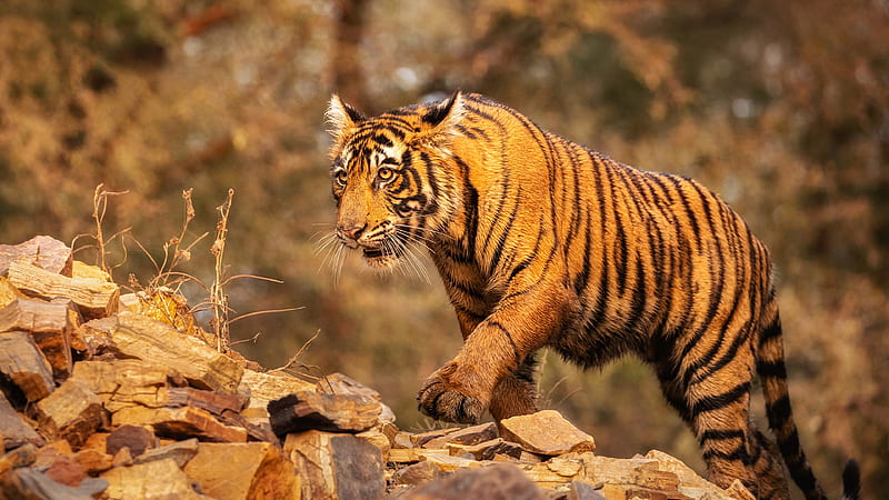 Tiger Is Walking On Stones In Blur Bokeh Background Tiger, HD wallpaper