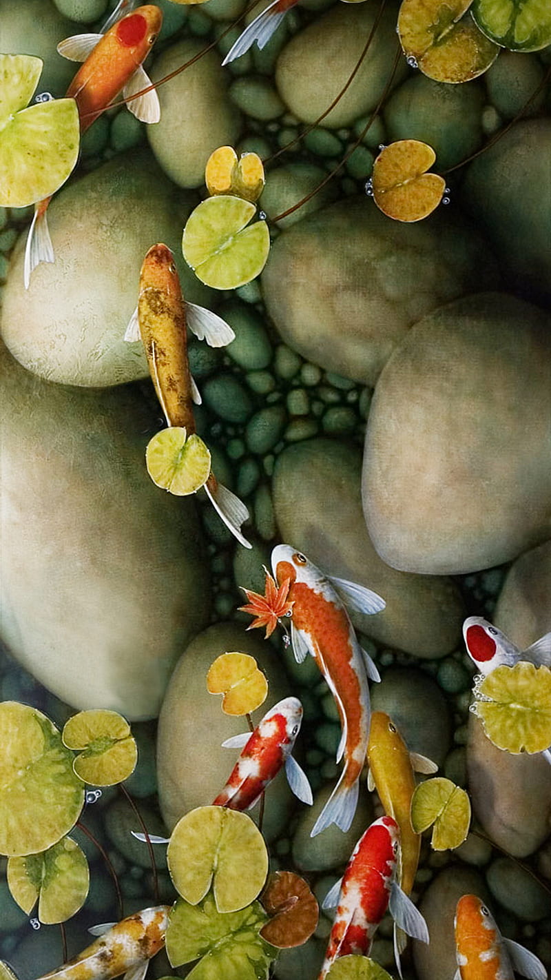 koi pond, fish, leaves, stones, HD phone wallpaper
