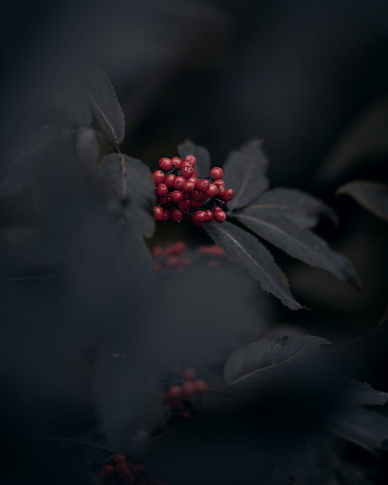 berries, red, bunch, leaves, macro, HD phone wallpaper