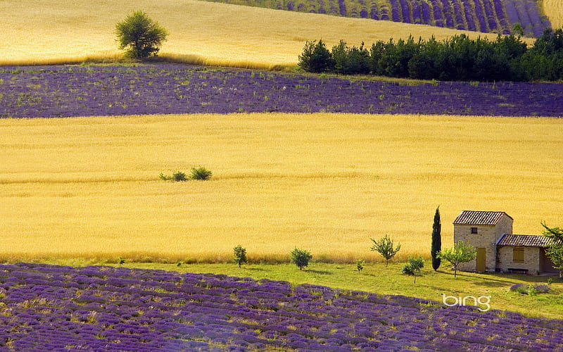 Lavender fields near Sault Provence-Alpes-Cote dAzur France, HD wallpaper