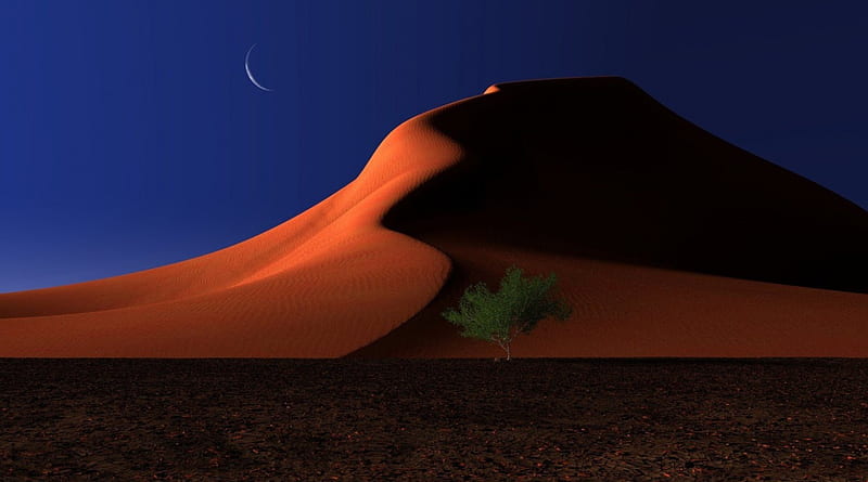 Desert, tree, sand, night, dune, HD wallpaper