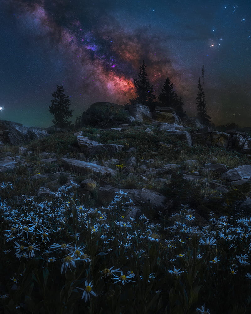 nebula, trees, chamomile, rocks, night, HD phone wallpaper
