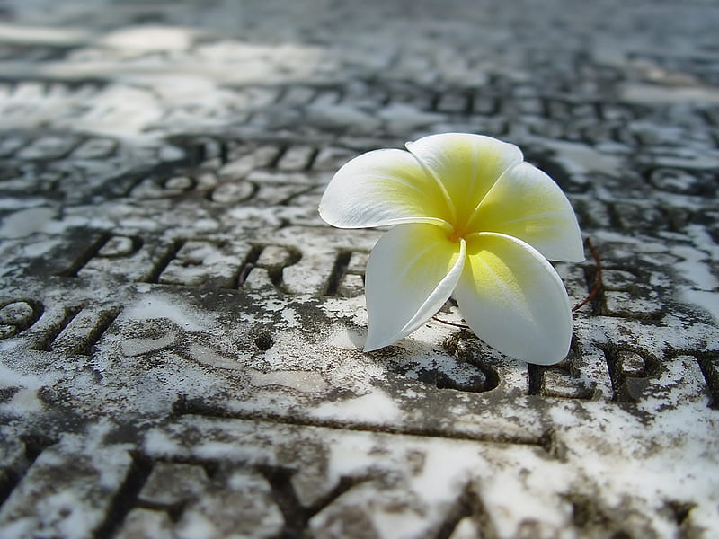 Momentariness, death, gravestone, life, flower, white, grave, HD wallpaper