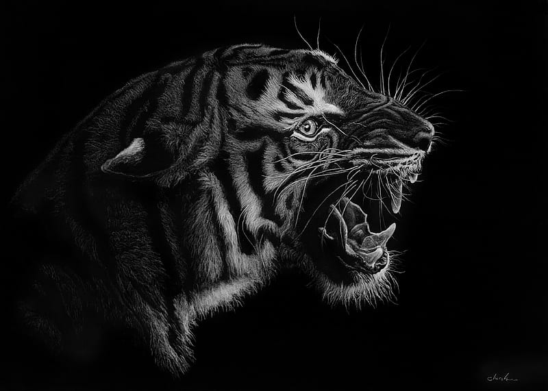 tiger, grin, art, bw, predator, HD wallpaper