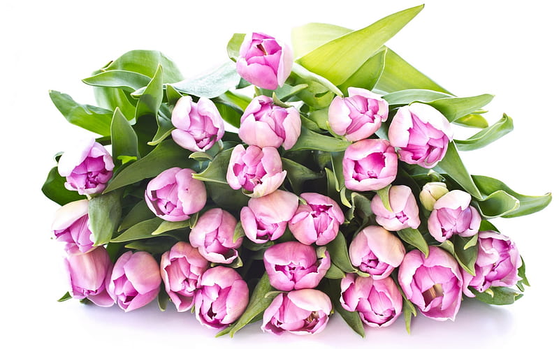 tulips, spring bouquet, pink tulips, vesnyani bouquet, roses paradise garden, HD wallpaper