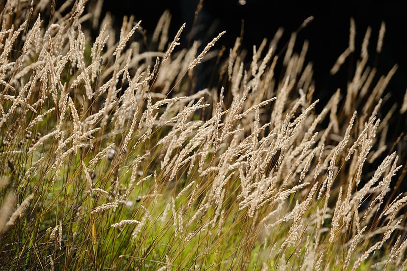 Grass, fluff, plants, nature, HD wallpaper | Peakpx