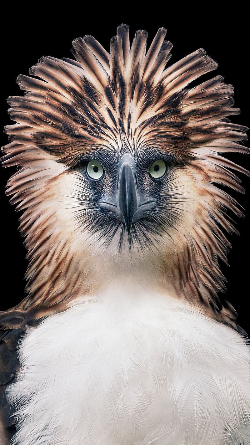Rare Philippine Eagle, rare, philippine eagle, bird, HD phone wallpaper