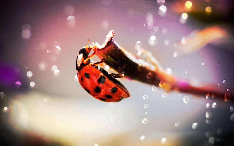 Ladybug, beetle, drop, drops, ladybird, graphy, macro, twig, nature, HD wallpaper