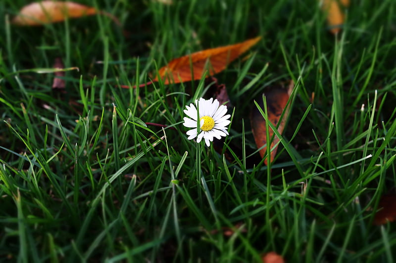 daisy, grass, plants, close-up, Flowers, HD wallpaper