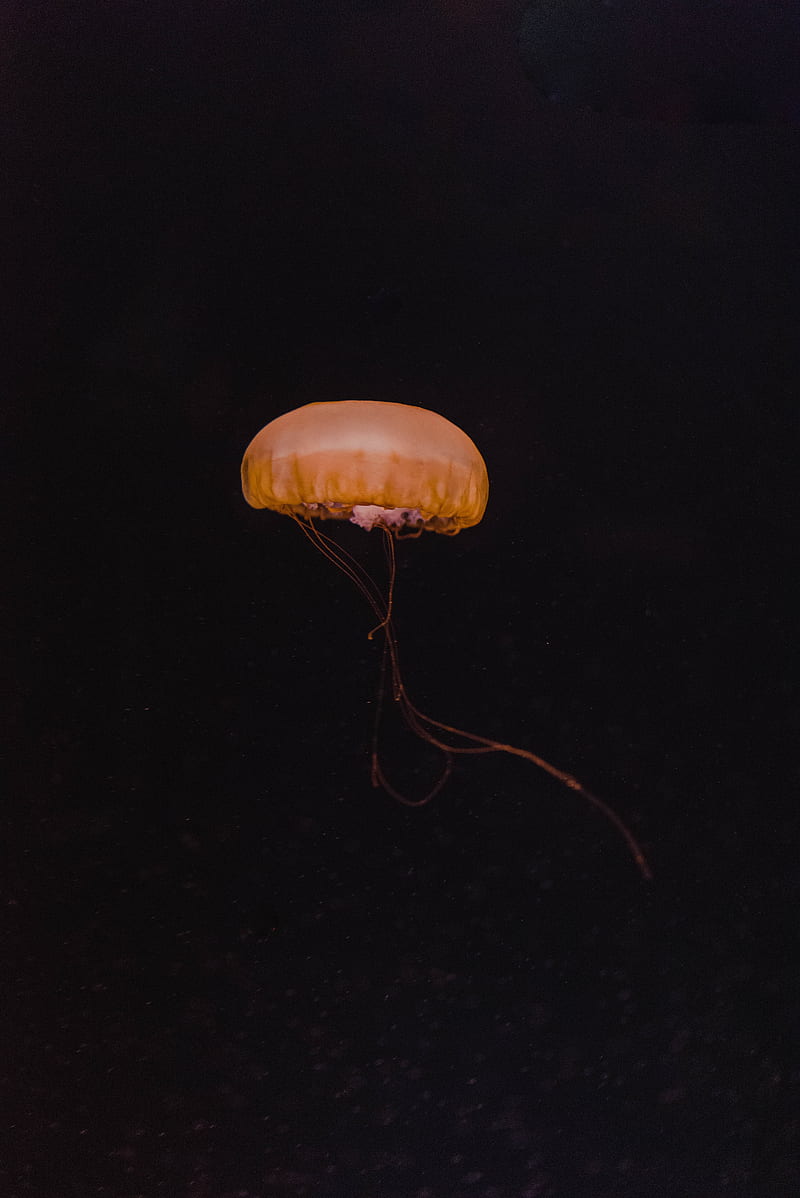 jellyfish, yellow, underwater world, dark, depth, HD phone wallpaper