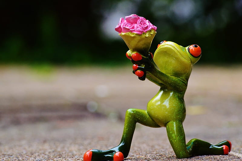 Excuse Me...!!!, gift, sweet, cute, frog, love, flowers, affection, funny, knee, HD wallpaper