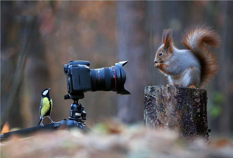 Camera, squirrel, funny, bird, HD wallpaper | Peakpx