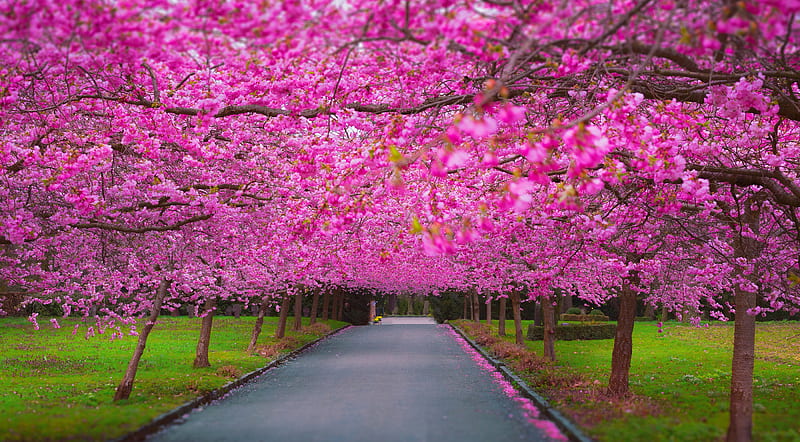 Cherry Blossom Park, nature, blossom, cherry, HD wallpaper