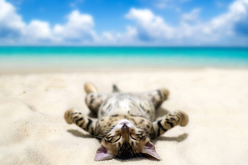 Sunbathing Kitten, sunbath, shore, holidays, sun, clouds, sea, animal, sweet, beach, sand, SkyPhoenixX1, animals, vacation, ocean, kitty, kittens, waves, sky, sunbathing, cat, cute, sunshine, relaxing, cats, kitten, coast, HD wallpaper
