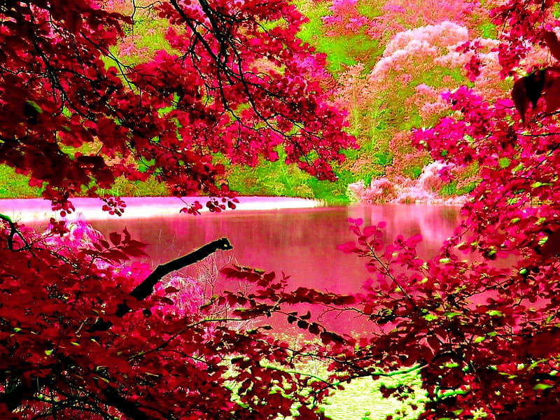 FOREST LAKE, forest, hop, trees, pink, lake, HD wallpaper FOREST LAKE, forest, hop, trees, pink, lake, HD wallpaper