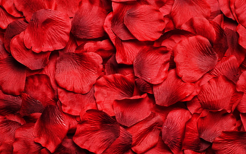 red petals, macro, red petals background, floral petals textures, beautiful flowers, bouquet of flowers, petals patterns, HD wallpaper