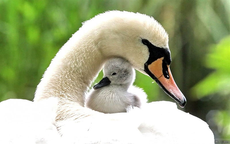 Swan Mom, spring, water bird, chick, sweet, HD wallpaper