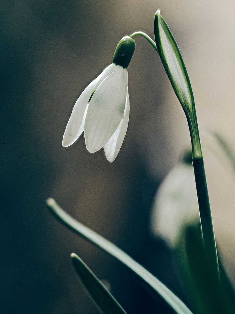 Snowdrops Live Wallpapers:Amazon.com:Appstore for Android