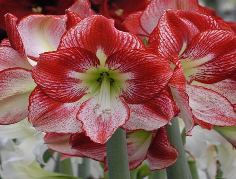 Amaryllis, Flowers, Petals, Close-up, Colorful, HD wallpaper