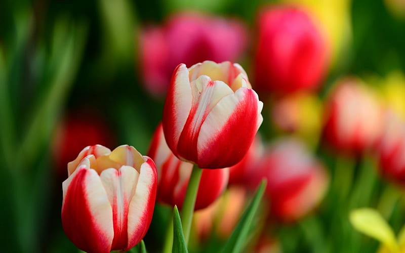 Tulipanes rojos y blancos, rojo, flores, naturaleza, tulipanes, blanco,  Fondo de pantalla HD | Peakpx