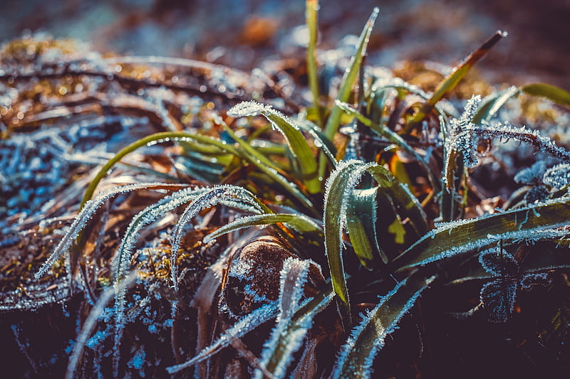 grass, frost, snow, macro, blur, HD wallpaper