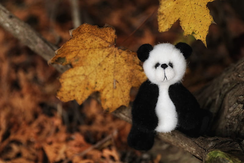 Man Made, Stuffed Animal, Fall, Leaf, Panda, Toy, HD wallpaper
