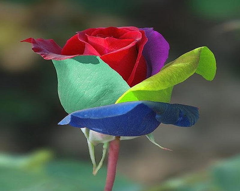 Rainbow Rose, abstract, colorful, flower, nature, HD wallpaper