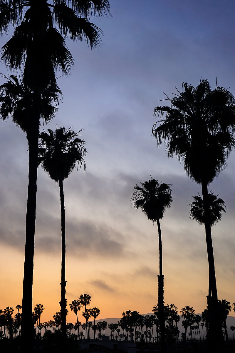 palm trees, night, sunset, tropics, sky, HD phone wallpaper