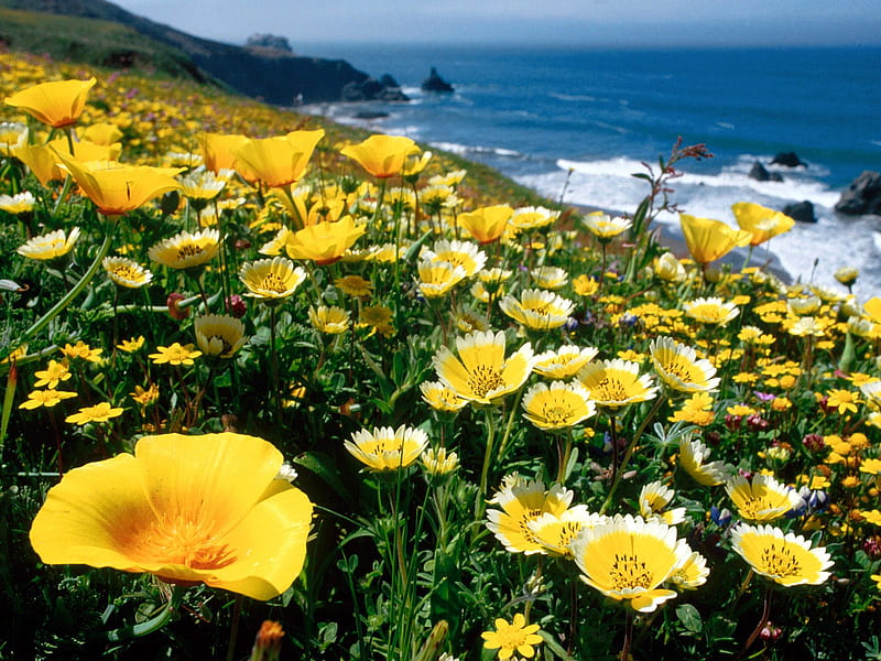 Untitled , beach, yellow poppies, california, poppies, HD wallpaper