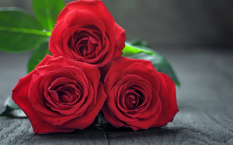 red roses bouquet of roses, beautiful flowers, romance, roses, HD wallpaper