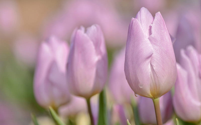 pink tulips, spring field flowers, pink flowers, tulips, HD wallpaper