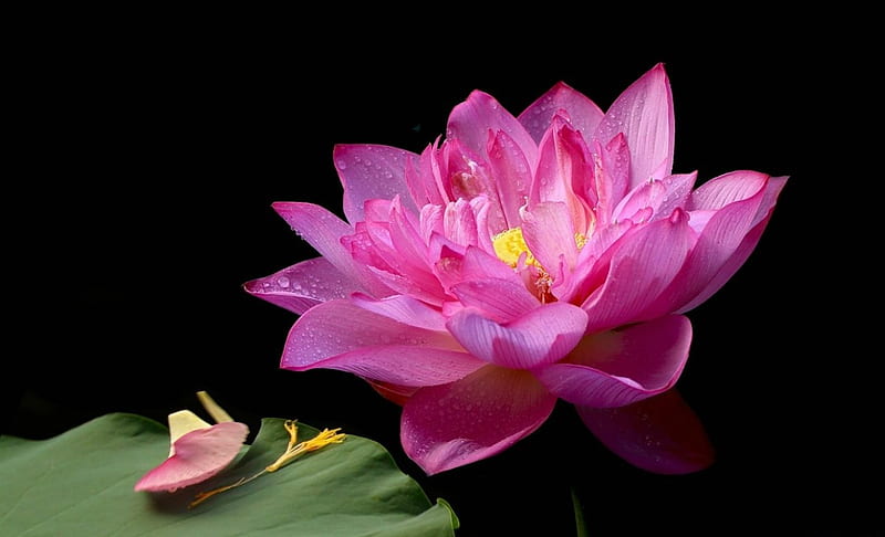 Pink Lotus, Pond, Lotus, Softness, Leaf, HD wallpaper