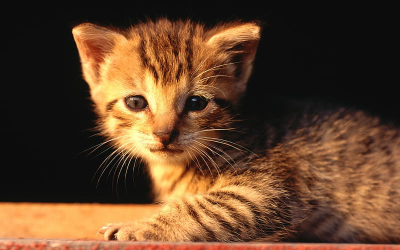 newborn tabby kitten-Life of the cat, HD wallpaper