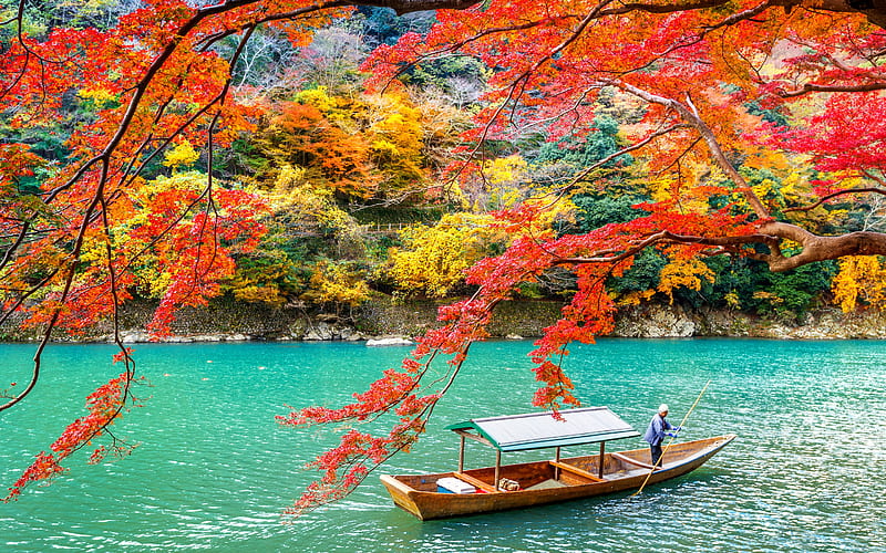 Arashiyama park, Kyoto, autumn, yellow trees, orange leaves on trees, japan, HD wallpaper