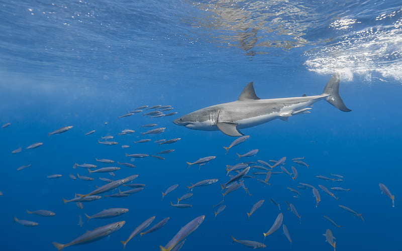 white shark, flock of fish, predator, underwater world, sharks, wildlife, ocean, HD wallpaper